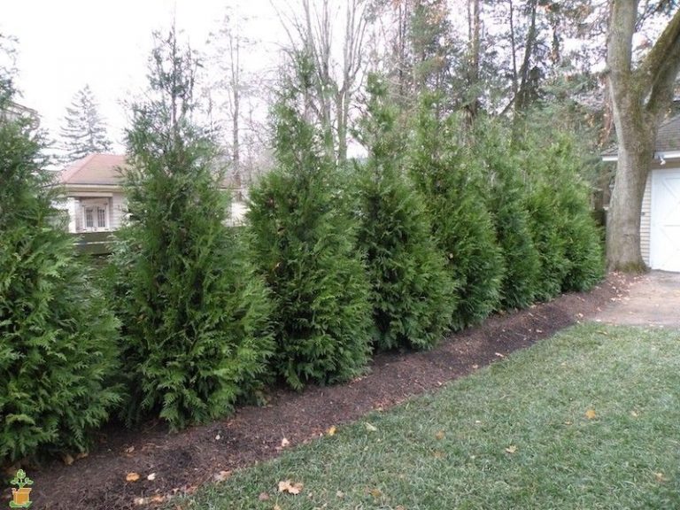 Green Giant Arborvitae - Plant Nursery