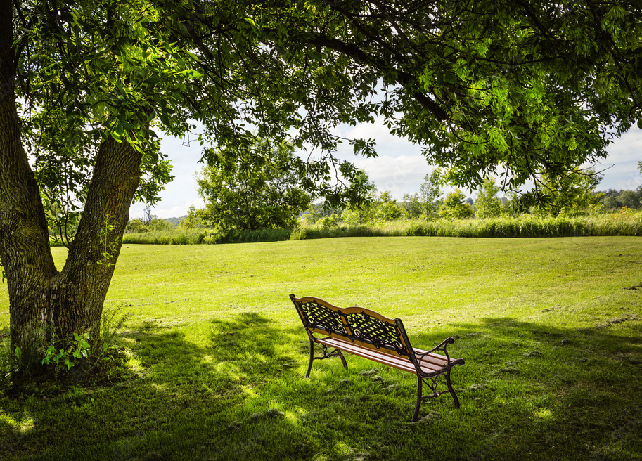 shade-trees-plant-nursery